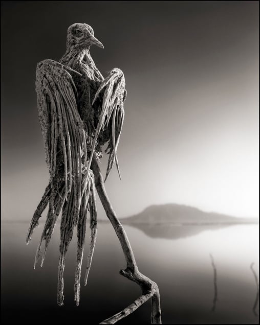 Petrified Dove © Nick Brandt. Courtesy of Edwynn Houk Gallery, New York