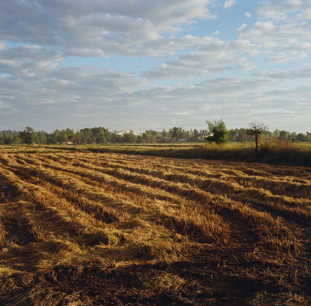 Harvested rice paddy, Nong Bua, Nakhon Sawan. © Luke Duggleby 2025
