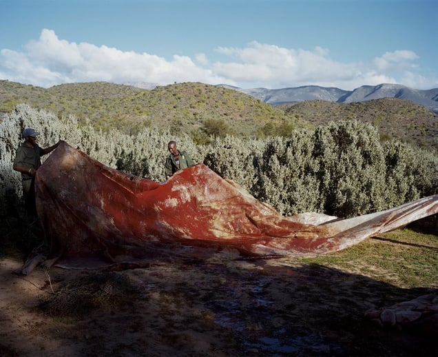 giraffe # II, ladysmith, south africa-from the series 'hunters'-David Chancellor