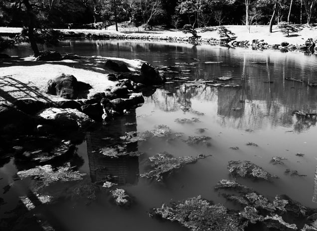 ZEN Garden