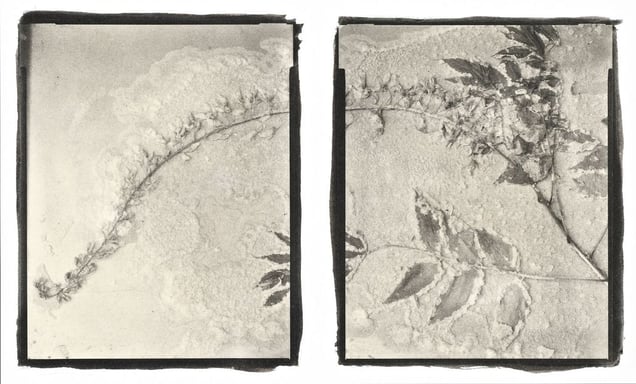Botanical Specimen with Salt (Unidentified No. 4) © Claire A. Warden
