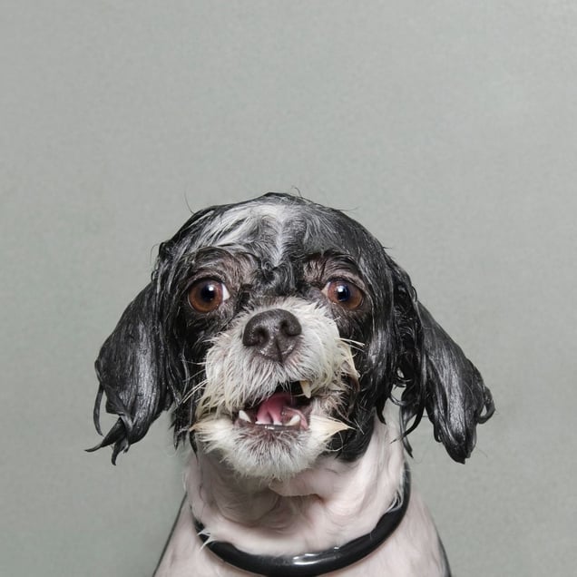 "Wet Dog" is a series of portraits of dogs caught mid?bath. The dogs are photographed at a vulnerable moment, half a second before they shake the water off their fur © Sophie Gamand, United States. Finalist, Portraiture, Professional. 2014 Sony World Photography Awards