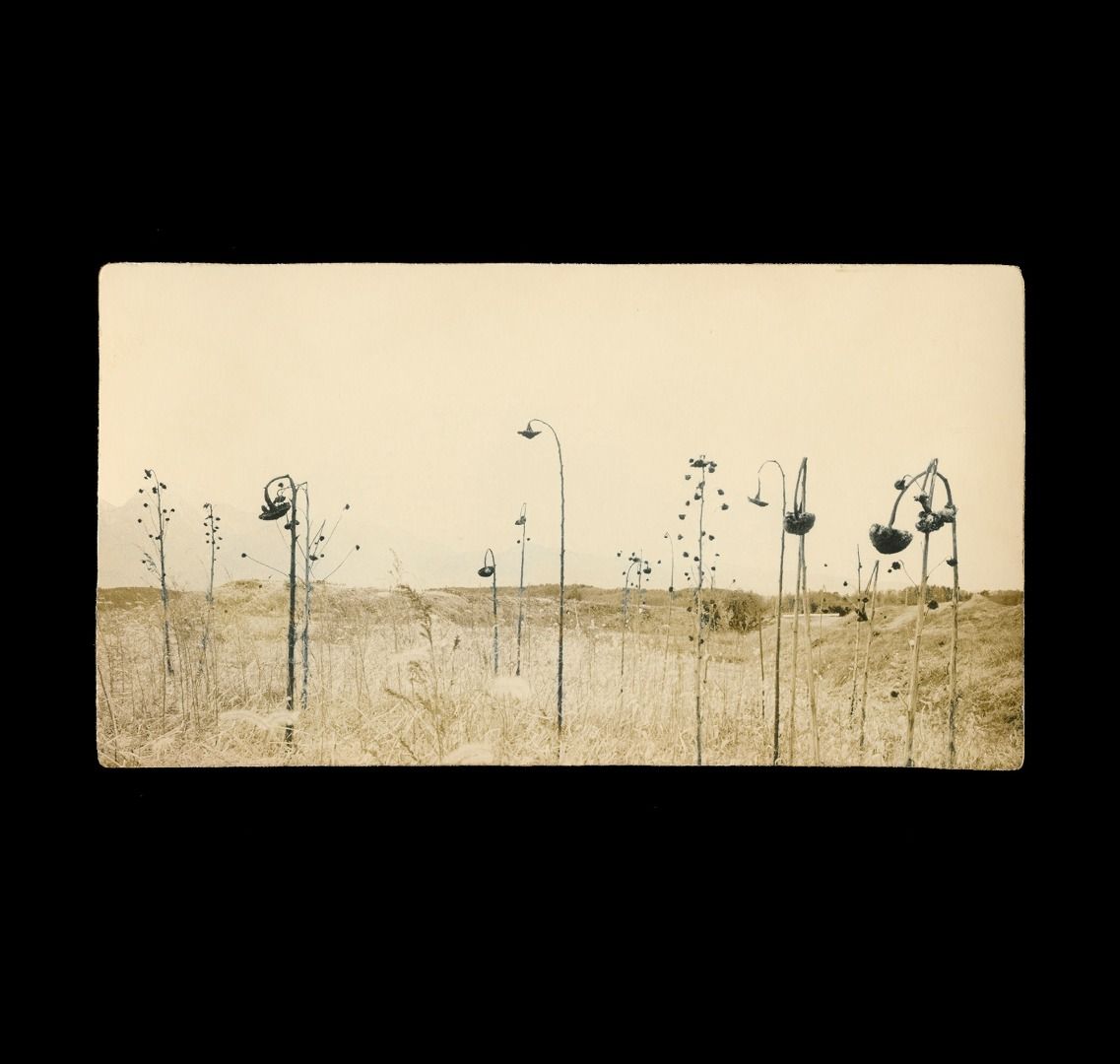 And, where did the peacocks go?