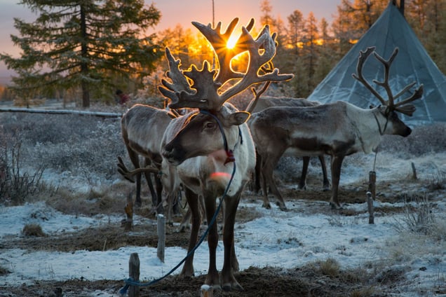 Reindeer at Sunrise