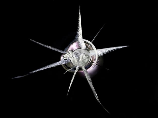 .38 Special © Deborah Bay