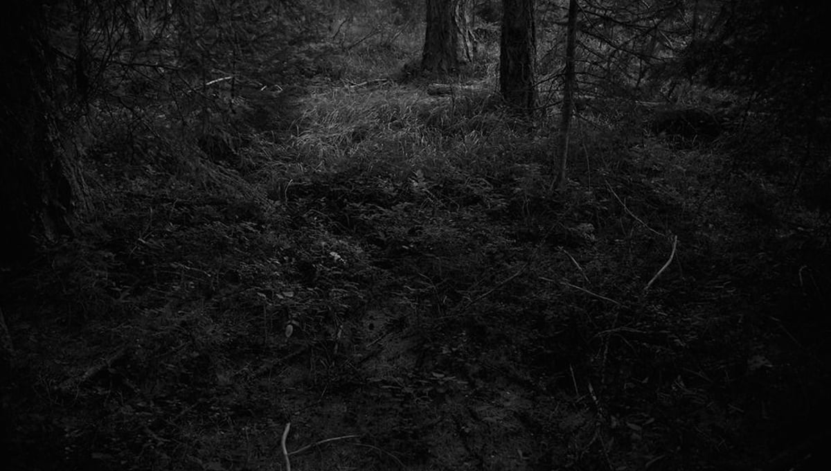 Entry. From the series "The Forest" © Ken Rosenthal