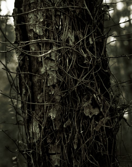Kudzu