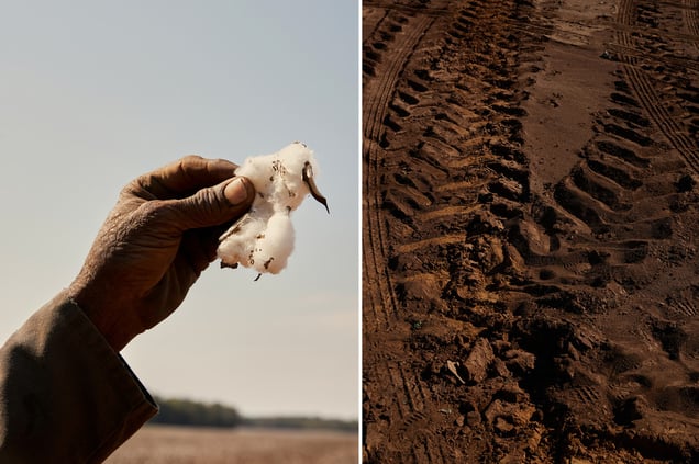 Cotton, an American story