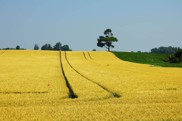 Wheat farm