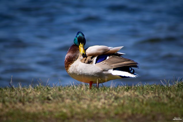 Mallard IV