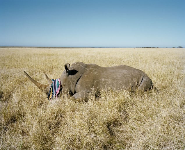 rhino with beach towel # II, game farm, northern cape, south africa-from the series 'hunters'-David Chancellor