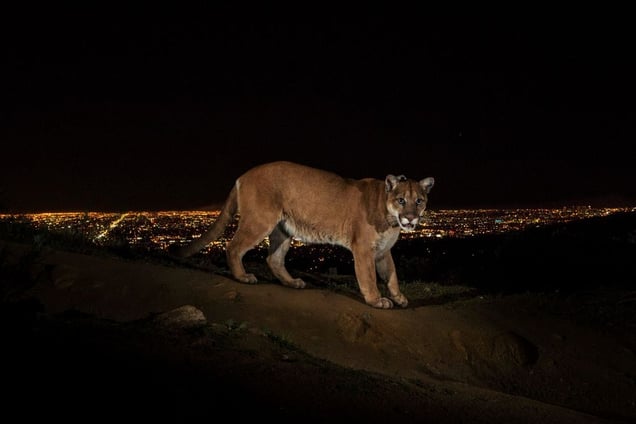 1st Prize Nature Stories. A cougar walking a trail in Los Angeles’ Griffith Park is captured by a camera trap. To reach the park, which has been the cougar’s home for the last two years it had to cross two of the busiest highways in the US. They are increasingly being seen in and around towns and cities, including Los Angeles and in the Hollywood Hills © Steve Winter, USA, for National Geographic