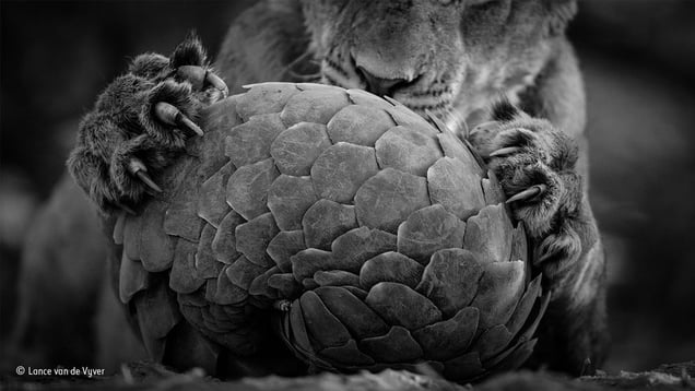Playing pangolin © Lance van de Vyver, New Zealand/South Africa. Finalist, Black & White