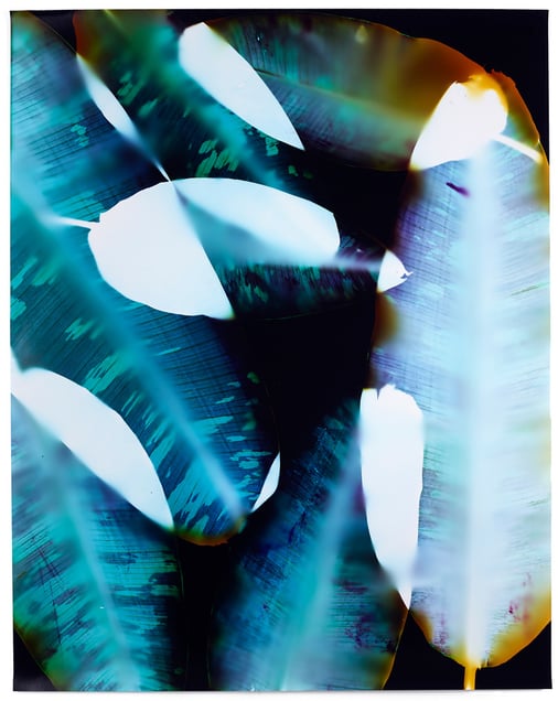 How Forests Think #1. Unique chromogenic photogram. 40x32 inches, 2014
