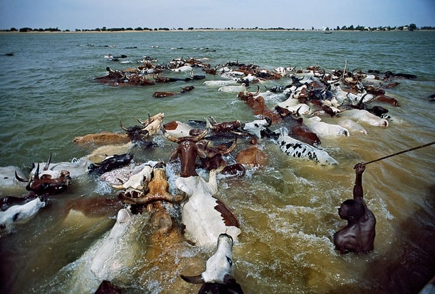 Mopti, Mali: The cattle crossing the river Niger– one of the most spectacular festivals in Western Africa, an important cultural and social event for the Fula people. © Matjaz Krivic