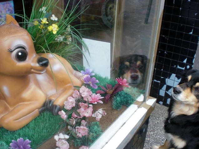"KILL BAMBI MEDITATION"
