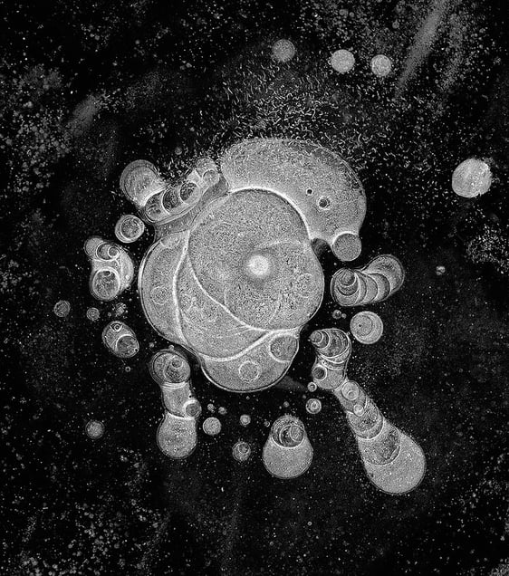 Yogi, from the series, "Hydrology: Visions in Ice" © 2008 Douglas Capron