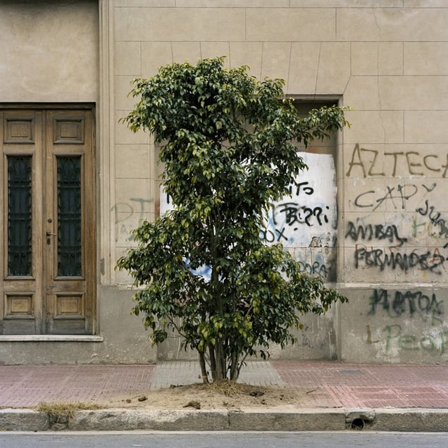 From the series Tree Portraits              © Emma Livingston