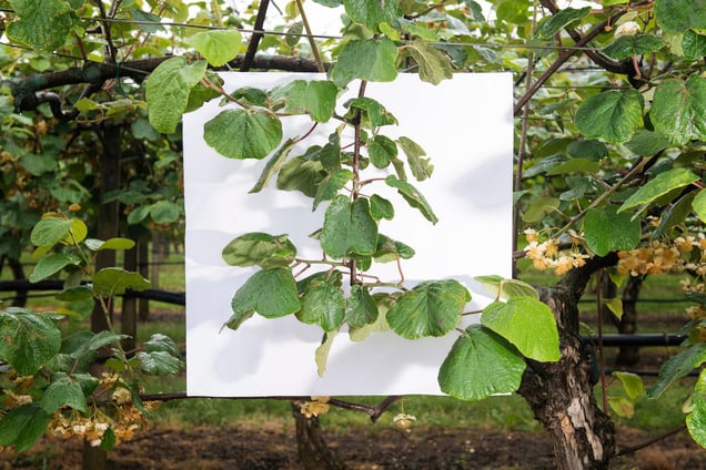 Stage: Emilia Romagna. With an annual output of 384,000 tons, Italy is the world's foremost kiwi fruit producer.