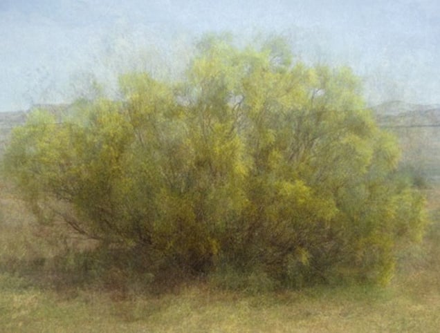 14 Years out of a Death Row Sentence (Dying Wish- Ratama Tree) © Amy Elkins