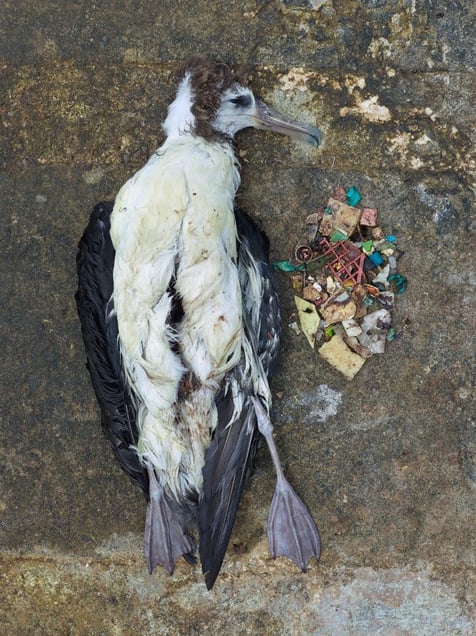 Carcass of a Laysan albatross fledgling and its stomach contents after necropsy, Midway Island 2011.