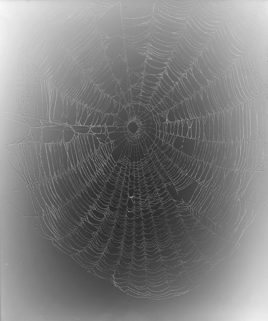 12.	Web Study #1. Unique gelatin silver photogram. 24x20 inches, 2013