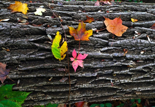 Colorful decay
