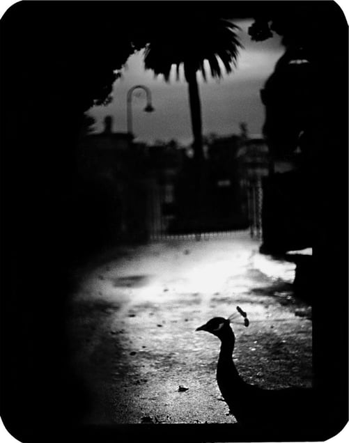 "Untitled" (Peacock Rome), 2005 © Giacomo Brunelli