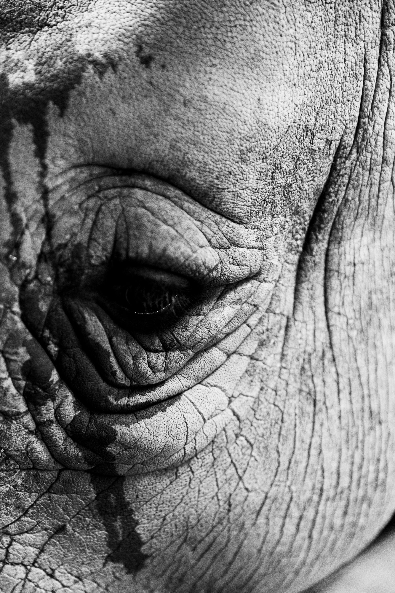 Monochrome Moments: A Study of Being