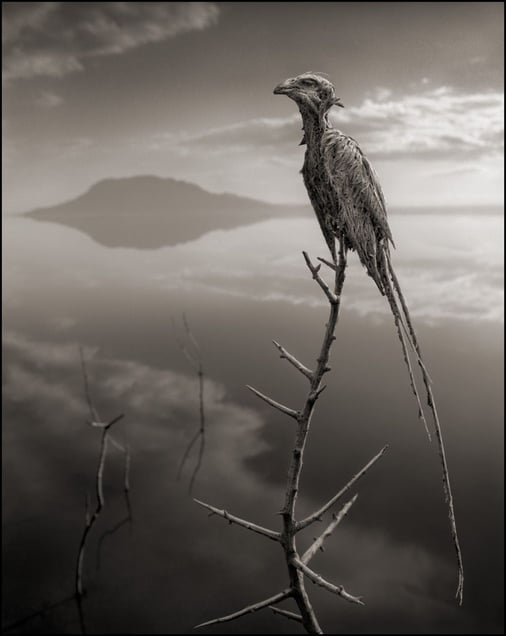 Petrified Mousebird © Nick Brandt. Courtesy of Edwynn Houk Gallery, New York