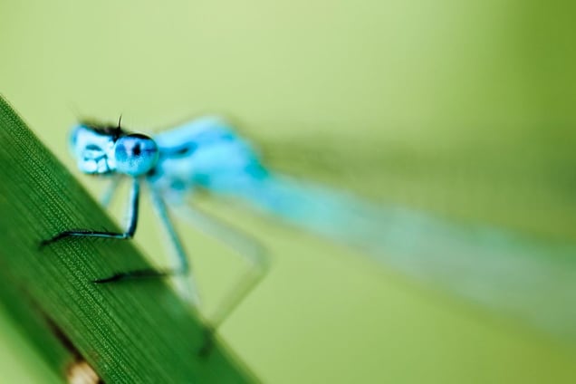 Eurasian Bluet -  Coenagrion (Genus) © Patrick Lienin