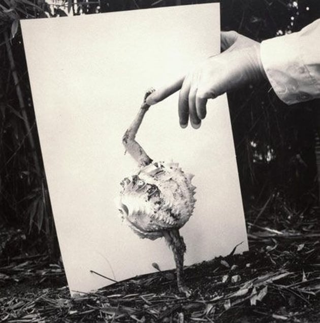 Fauna series, Alopex Stultus, 1986, Selenium toned gelatin silver print, 50 x 40 cm © Joan Fontcuberta
