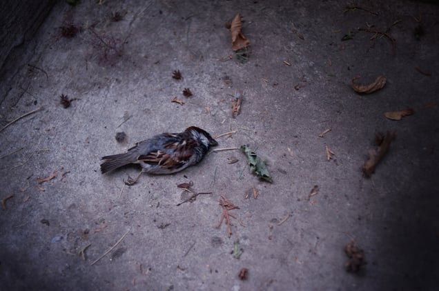 Pine Needles