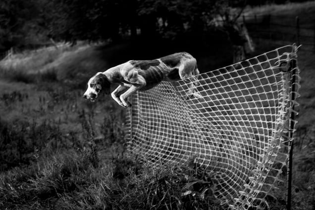 Last hound back takes a leap of faith.