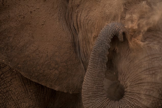 Elephant Dusting