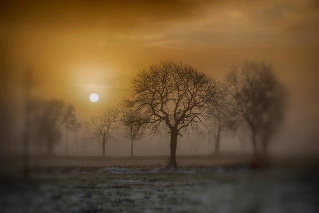 January Fog on McGarry;s Field