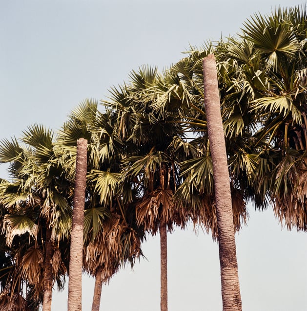 Sugar palm, Nong Bua, Nakhon Sawan. © Luke Duggleby 2025