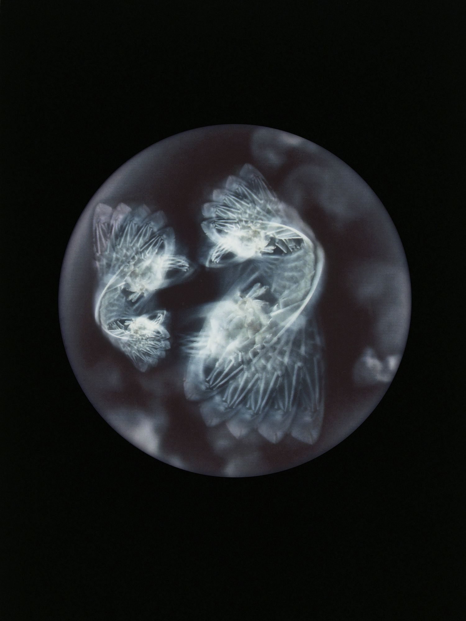 Beyond Drifting: Imperfectly Known Animals