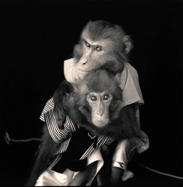 Kojiro & Kurimatsu, Suo Sarumawashi © Hiroshi Watanabe