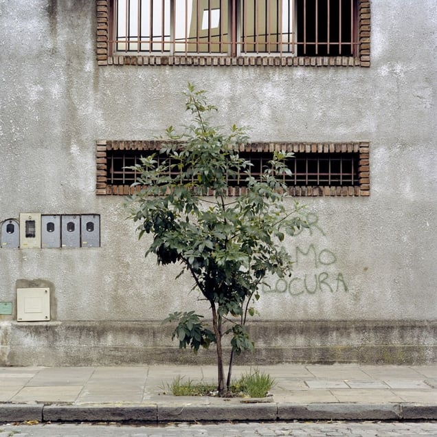 From the series Tree Portraits              © Emma Livingston