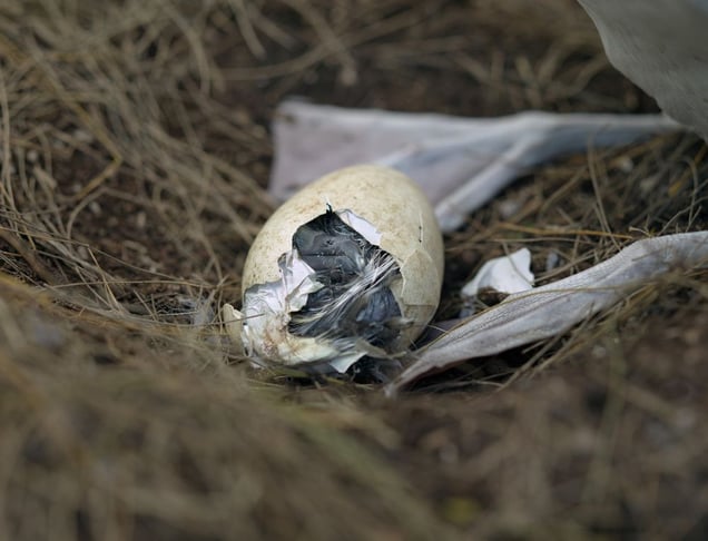 Laysan albatross chick hatching from its egg, Midway Island, 2012.