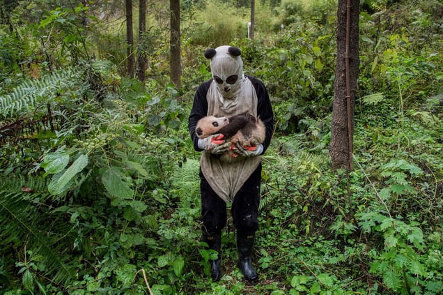 "Is a panda cub fooled by a panda suit? That’s the hope at Wolong’s Hetaoping center, where captive-bred bears training for life in the wild are kept relatively sheltered from human contact, even during a rare hands-on checkup". From the Series "Pandas gone wild". Seen by few, but beloved by billions, the giant pandais one of the most recognized animals on the planet.