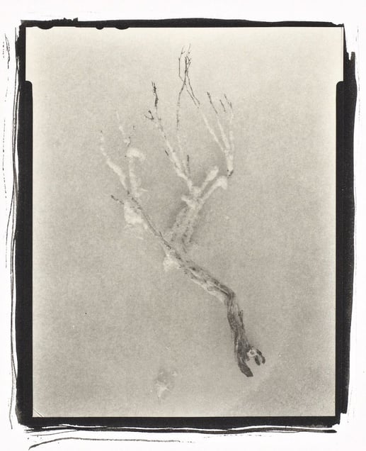 Botanical Specimen with Salt (Branch No.  2) © Claire A. Warden
