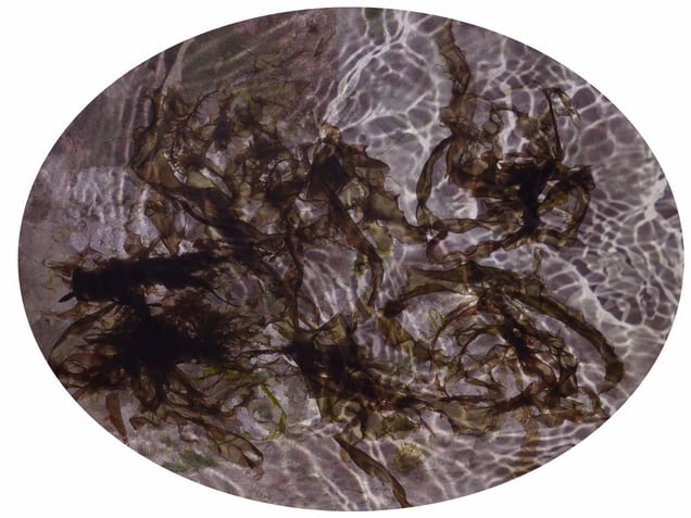 Tide Pool 27, 2014. Showing at Purdy Hicks Gallery. Courtesy of PhotoLondon.