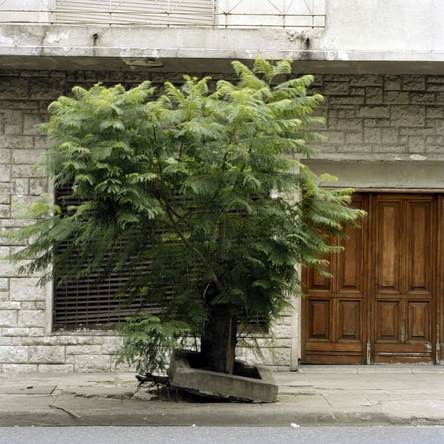 From the series Tree Portraits              © Emma Livingston