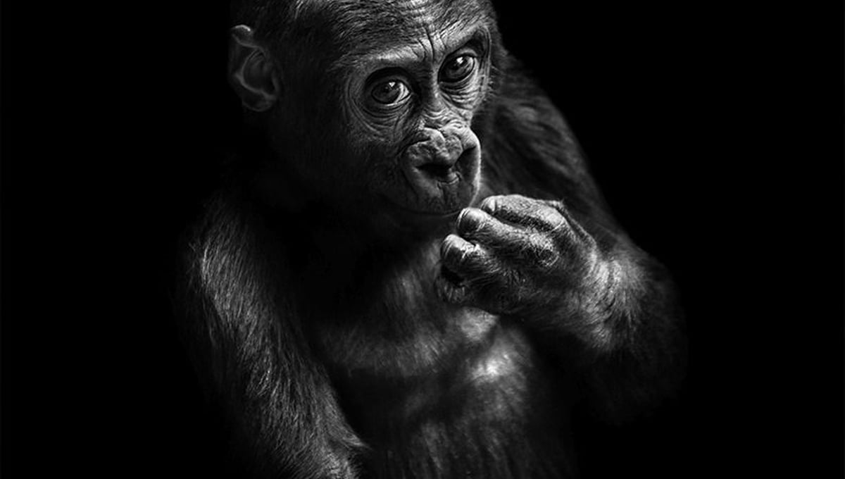 Finalist, LensCulture Earth Awards 2015.