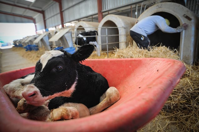 Organic Dairy Farm - Spain