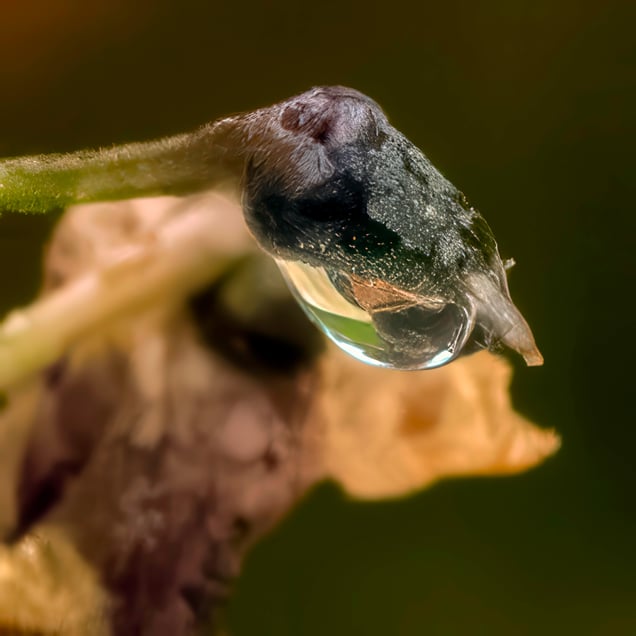 Suspended Form
