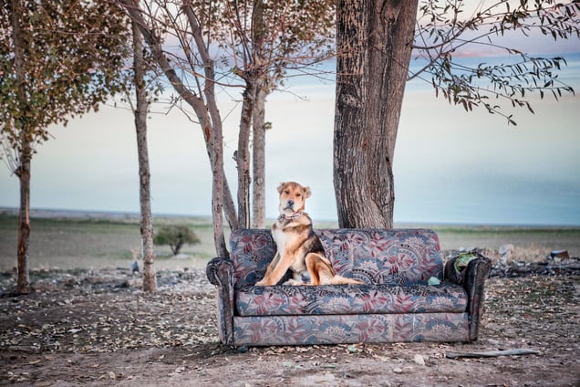 The Dog and the Sofa.