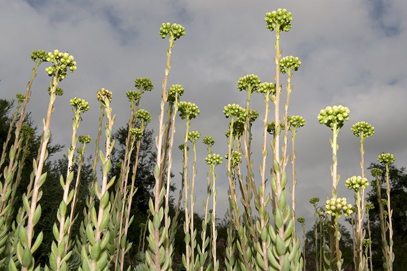 Flowers - Photographs and text by Tony Mendoza | LensCulture